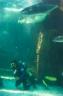 aquarium-dive-025.jpg