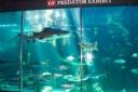 aquarium-dive-034.jpg