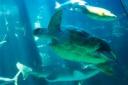 aquarium-dive-044.jpg