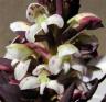 orchid.jpg
