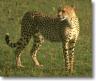 cheetah.jpg