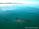 sharky.jpg