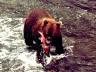 bear.jpg