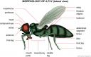 fly.jpg