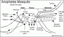mosquito.GIF