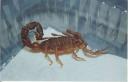 scorpion.jpg