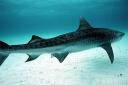 shark.JPG