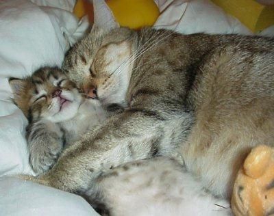 cuddling.jpg