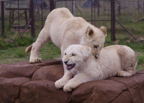 White Lion