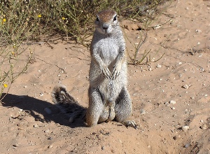 Kgalagadi Transfrontier Park