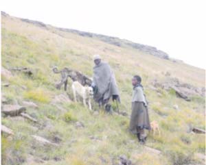 Herdboys