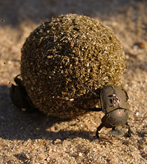 dung_beetle.jpg