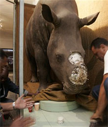 white_rhino.jpg