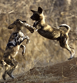 wild_dogs.jpg