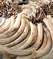 ivory.jpg