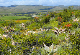 karoo-three.jpg