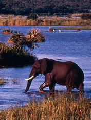 kruger.jpg