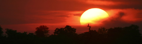 lowveld1.jpg