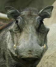 warthog.jpg