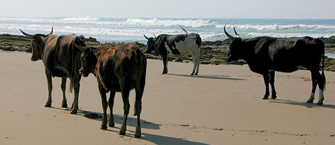 wild-coast.jpg