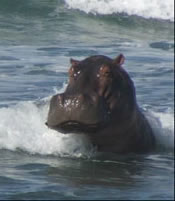 hippo.jpg