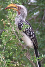 Yellow Billed Hornbill