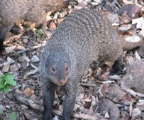 Banded Mongoose