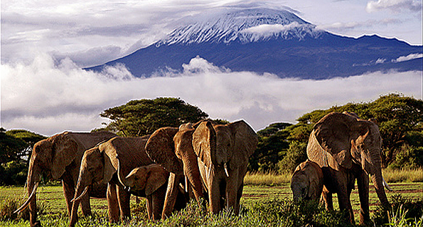 Kilimanjaro From Ambroseli