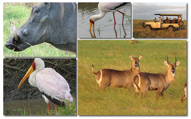 Gorongosa