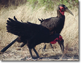 Ground Hornbill