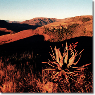 Mpumulanga Landscape