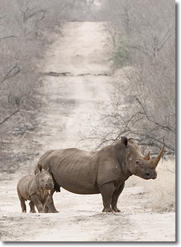 Rhino