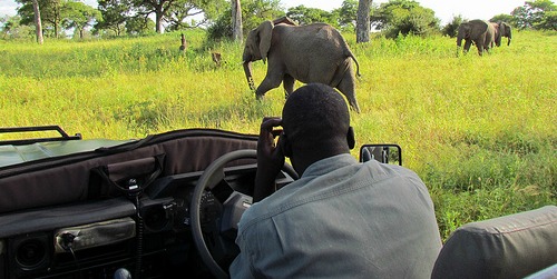 elephants_safari