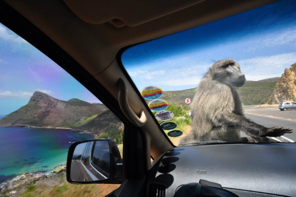 big5_baboon