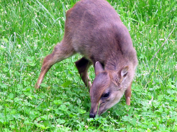 big5_blueduiker