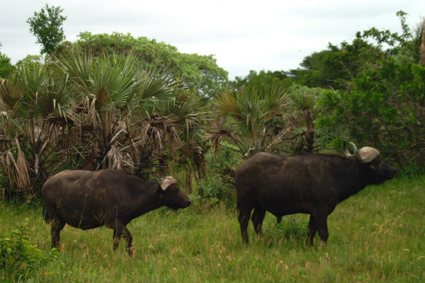 big5_buffalo