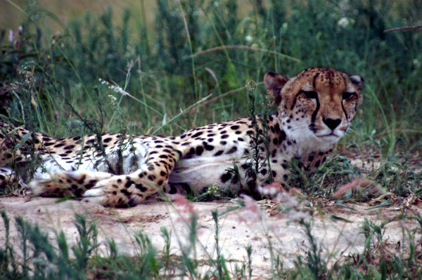 big5_cheetah