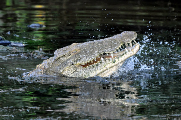 big5_crocodile