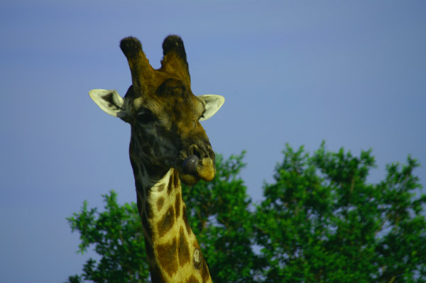 big5_giraffe