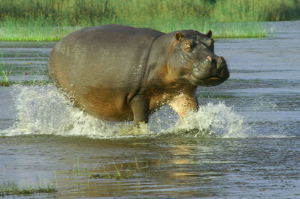 big5_hippo