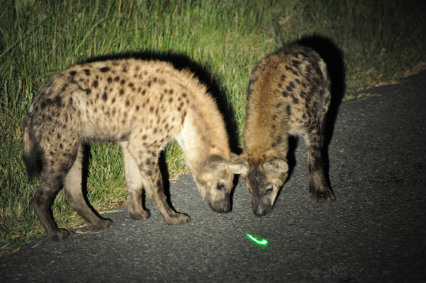 big5_hyena