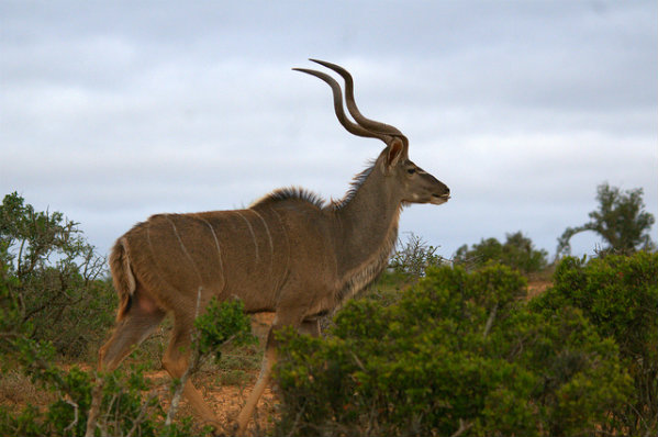 big5_kudu