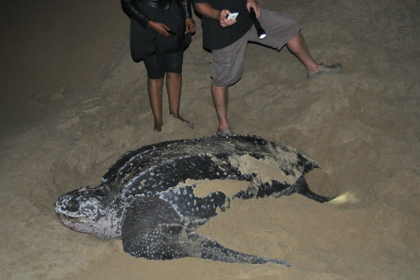 big5_leatherback