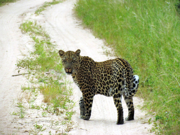 big5_leopard
