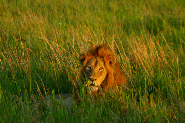 big5_lion