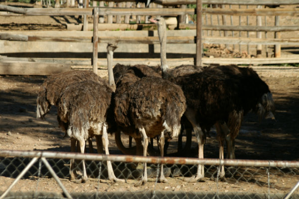 big5_ostrich