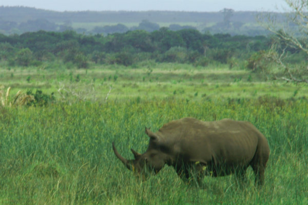big5_rhino