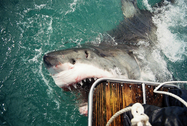 big5_shark