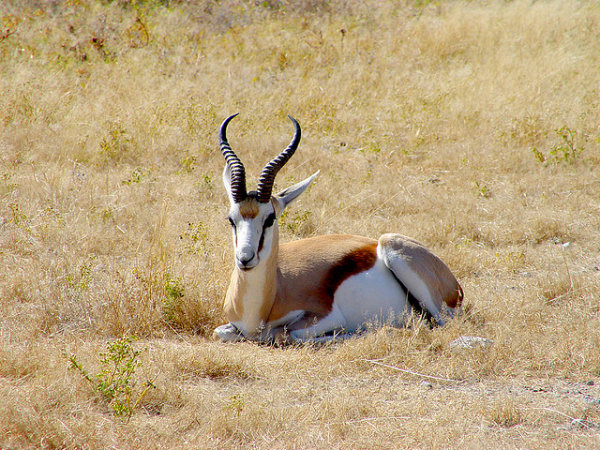 big5_springbok