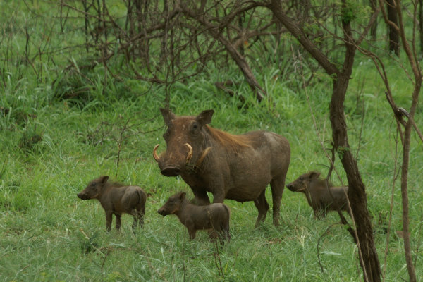 big5_warthog